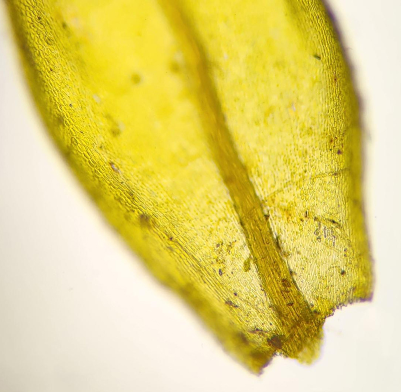 Thamnobryum alleghaniense